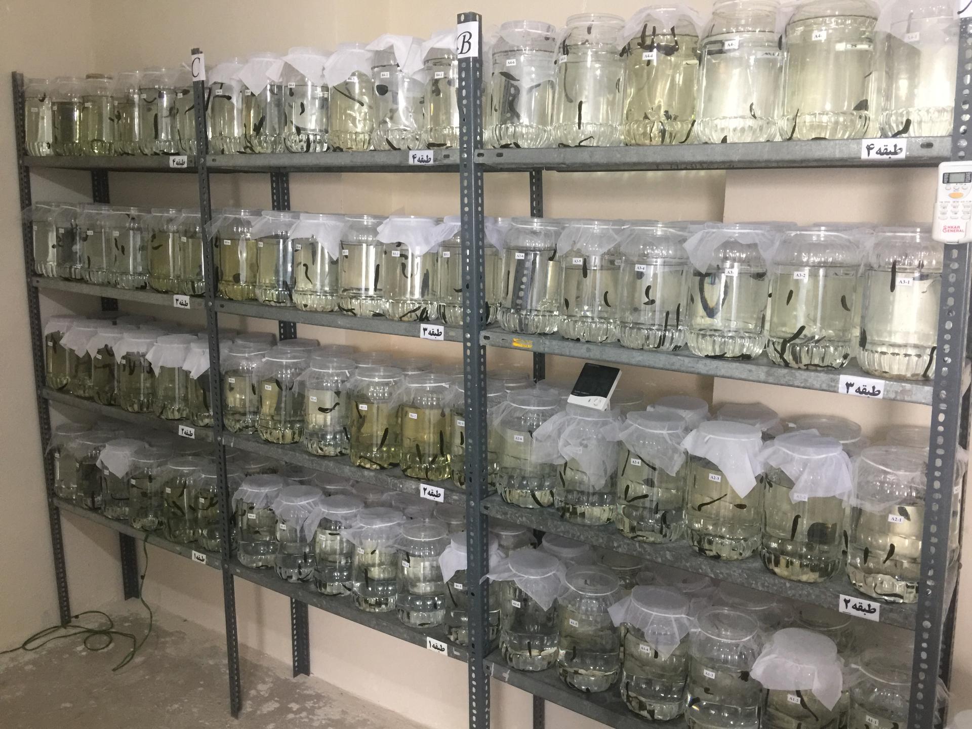 عکس پرورش زالوی طبی متین