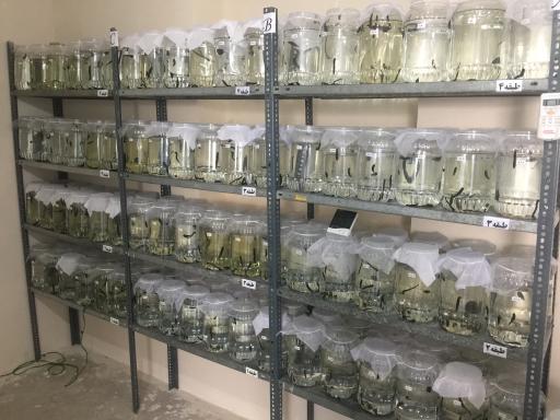 عکس پرورش زالوی طبی متین