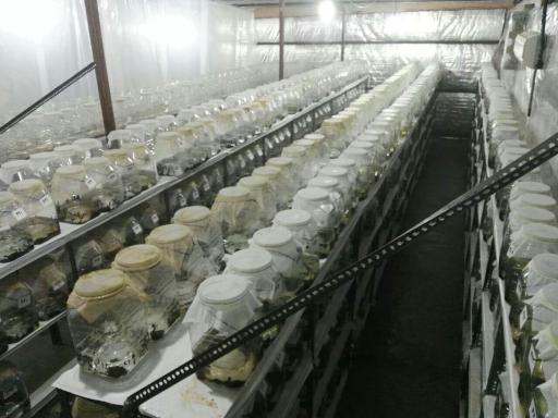 عکس پرورش زالوی طبی متین