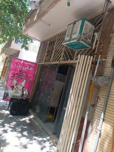 عکس هانی پت