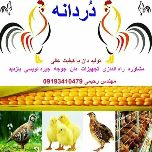 عکس شرکت دردانه