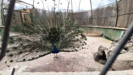 عکس بوستان سمن ها 