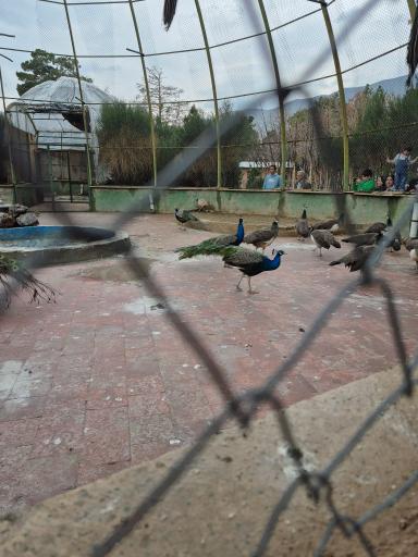 عکس بوستان سمن ها 