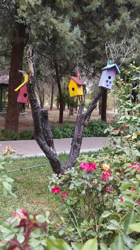 عکس بوستان سمن ها 