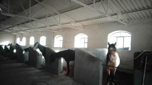 عکس مجموعه پرورش اسب سناتور 