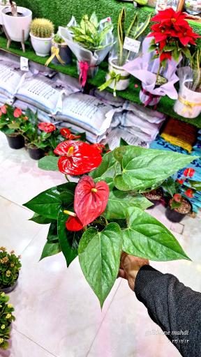 عکس گلخانه مهدی