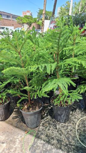 عکس گلخانه مهدی