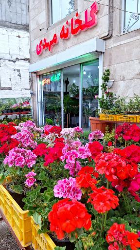عکس گلخانه مهدی
