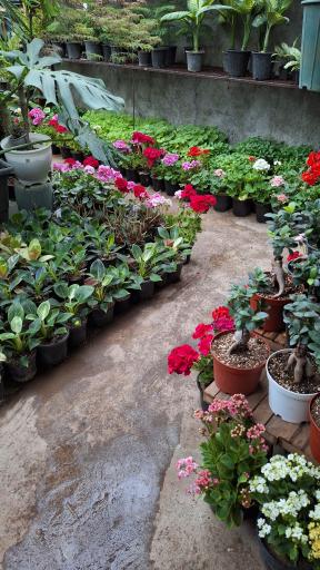 عکس گلخانه مهدی