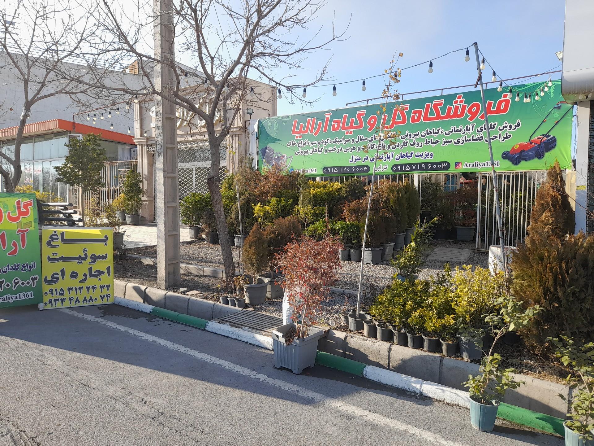 عکس گل و گیاه آرالیا
