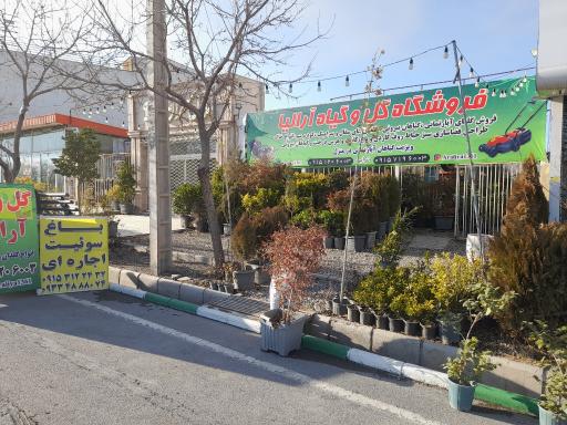 عکس گل و گیاه آرالیا