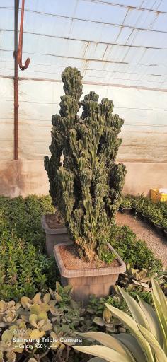 عکس گلفروشی ولیعصر