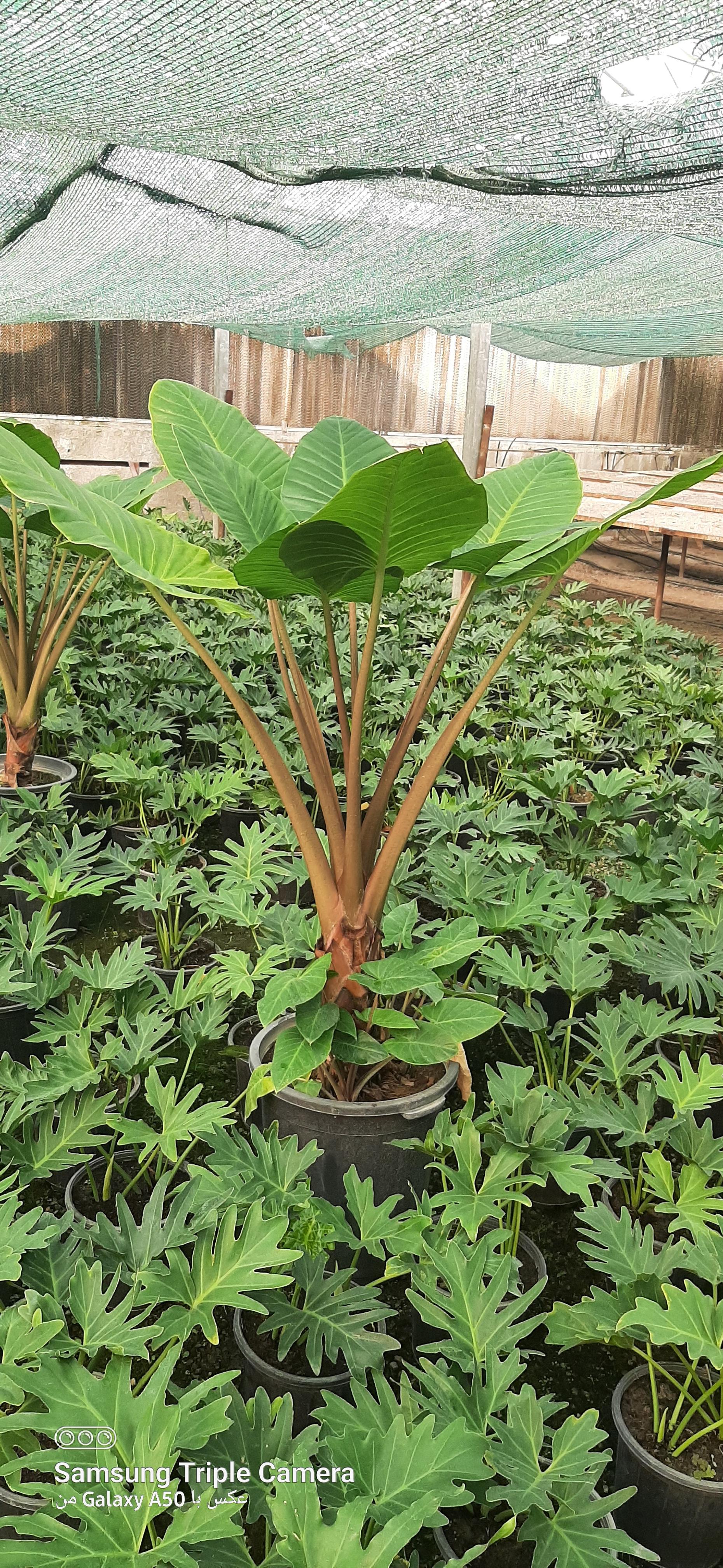 عکس گلفروشی ولیعصر