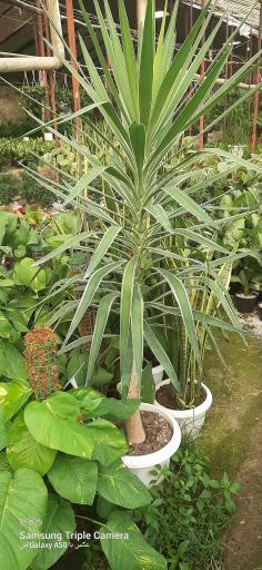 عکس گلفروشی ولیعصر