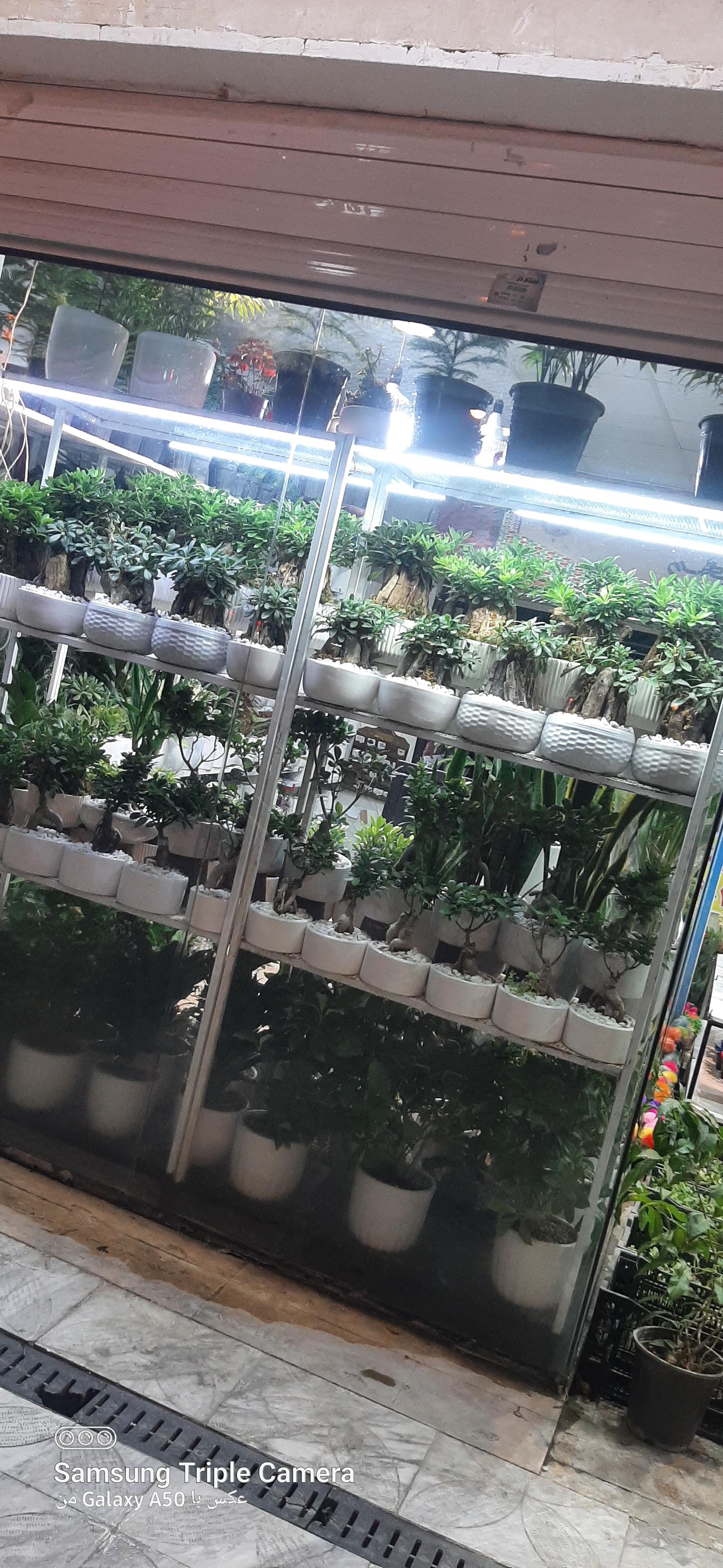 عکس گلفروشی ولیعصر