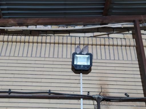 عکس مسجد علی النقی