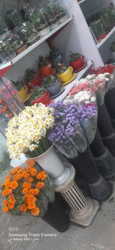عکس گلفروشی ولیعصر