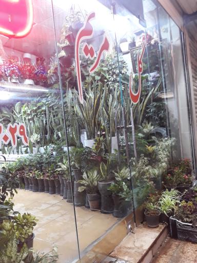 عکس گل سرای مریم