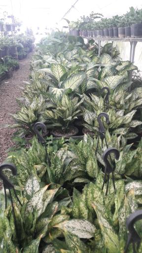 عکس گلخانه همدلی