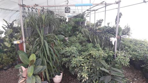 عکس گلخانه همدلی