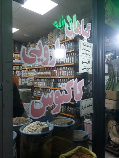 عکس عطاری کاکتوس