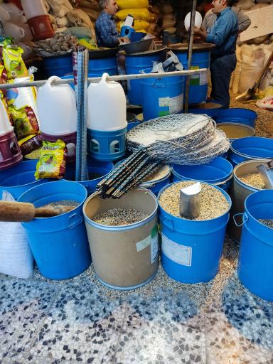 عکس گندم فروشی تک دانه 