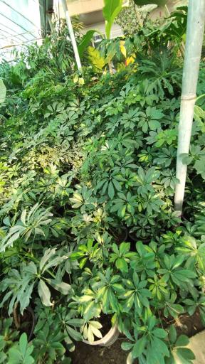 عکس گلکده آرالیا