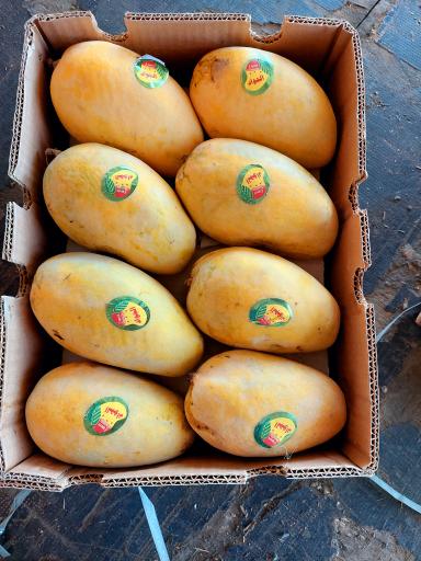 عکس مرکز پخش انبه الجواد 