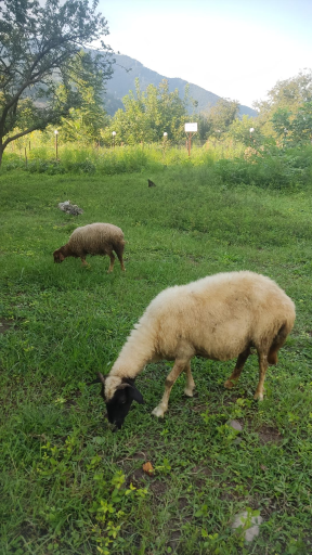 عکس اقامتگاه بوم گردی پائیزان