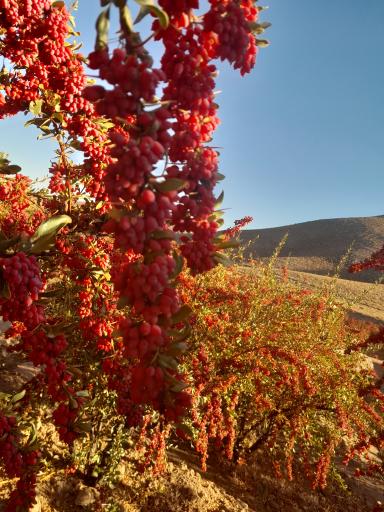 عکس سراب سفلی
