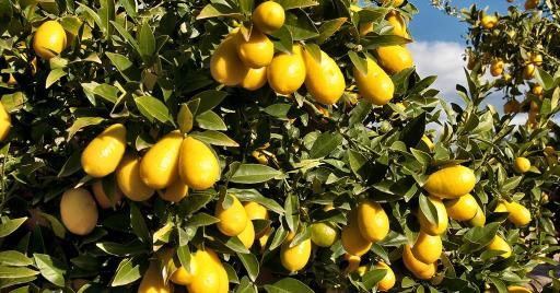 عکس مزرعه استوایی رویش