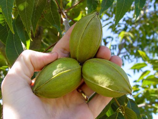 عکس مزرعه استوایی رویش