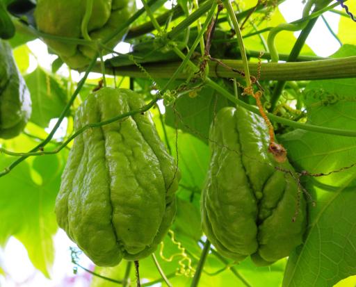 عکس مزرعه استوایی رویش