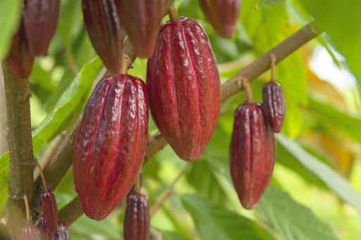 عکس مزرعه استوایی رویش