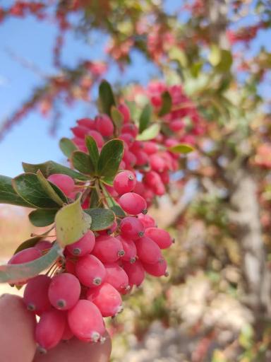 عکس سراب سفلی