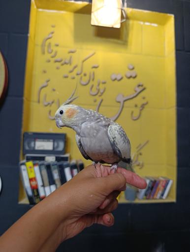 عکس کافه پهلو