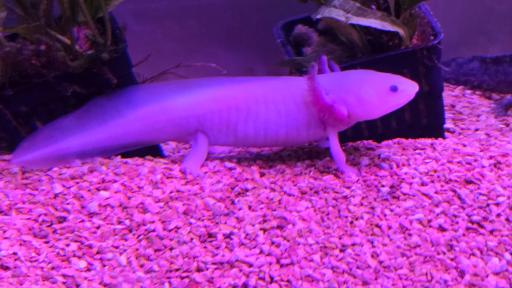 عکس تونل آکواریوم ناژوان اصفهان