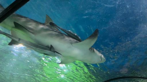 عکس تونل آکواریوم ناژوان اصفهان