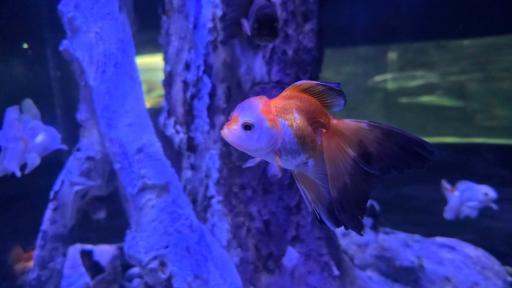 عکس تونل آکواریوم ناژوان اصفهان