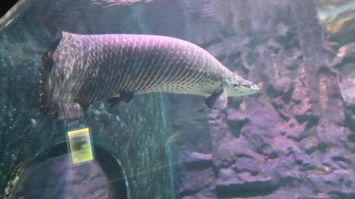 عکس تونل آکواریوم ناژوان اصفهان