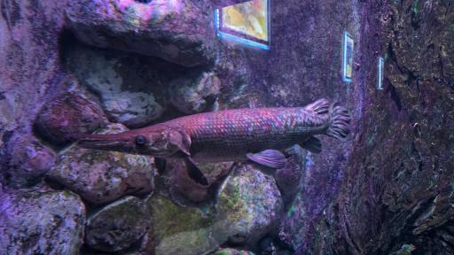 عکس تونل آکواریوم ناژوان اصفهان