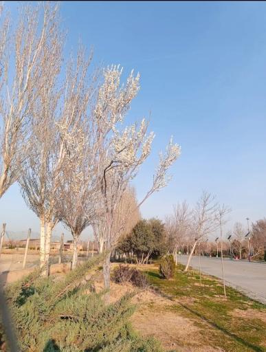 عکس بوستان بزرگ ولایت