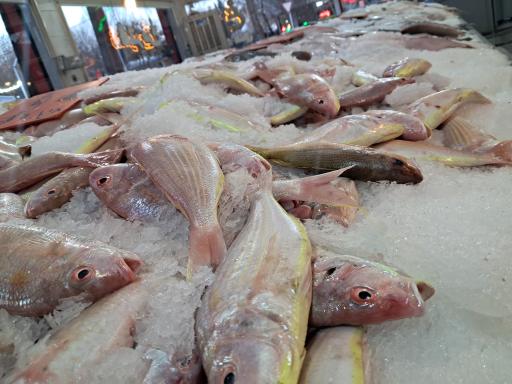 عکس شهر پروتئین