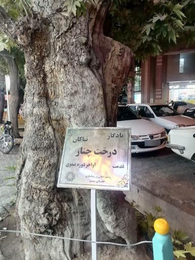 عکس درخت چنار یادگار نیاکان