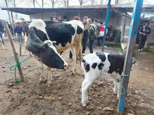 عکس بازار دام شرق گیلان