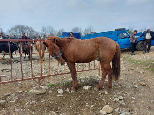 عکس بازار دام شرق گیلان