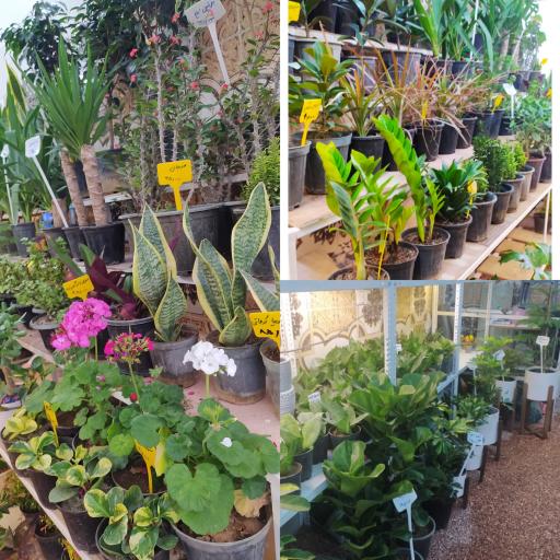 عکس گل فروشی جزیره گل