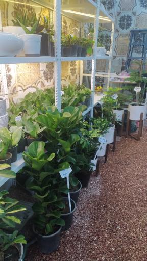 عکس گل فروشی جزیره گل