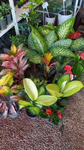 عکس گل فروشی جزیره گل