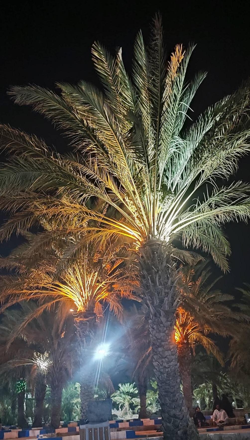 عکس پارک نخلستان 